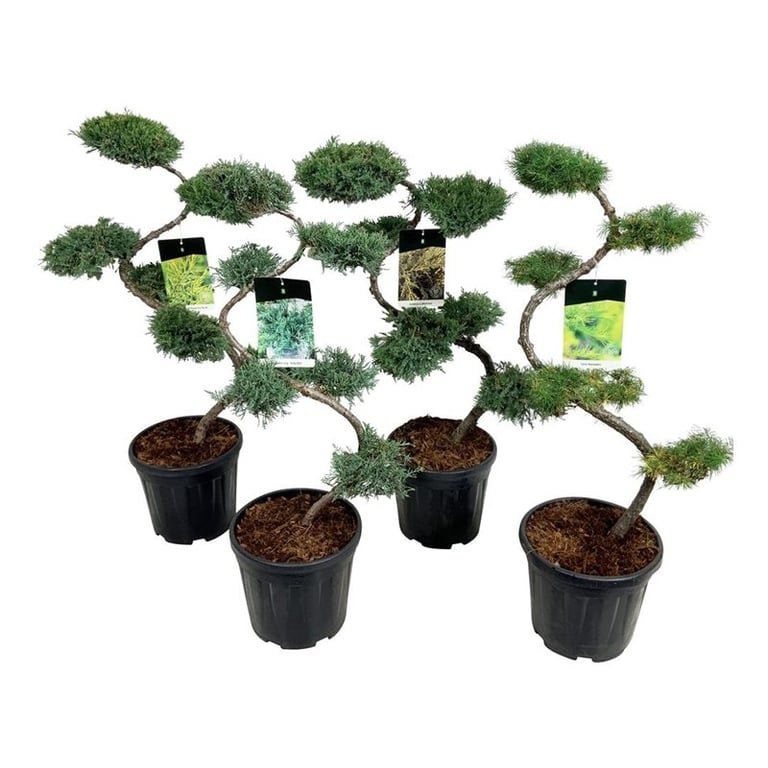 Spygliuotis, įvairūs (bonsai), aukštis 80 cm., vazonas 15 l.