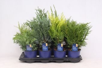 Dekoratyvinis krūmas, pušūnas, įvairūs, vazonėlio skersmuo 13 cm.