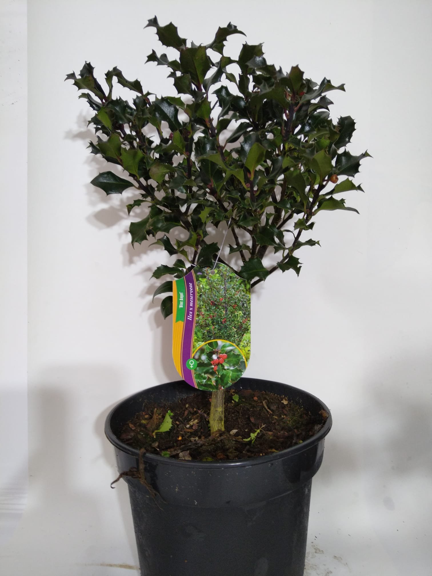 Dekoratyvinis krūmas, bugienis dygialapis "Blue Angel", vazonas 3 l.