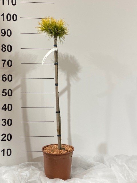 Spygliuotis, pušis "Starkl", ant stiebo, vazonėlio skersmuo 23 cm.