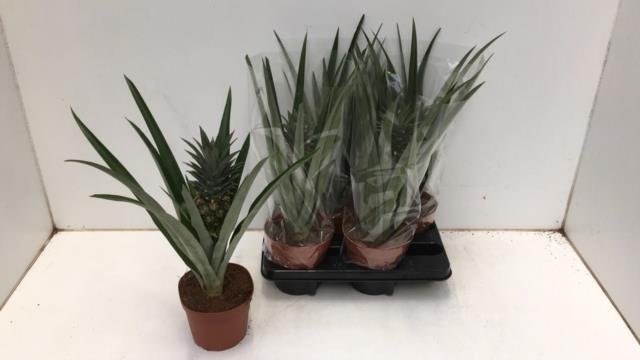 Kambarinis augalas, ananasas, vazonėlio skersmuo 14 cm.