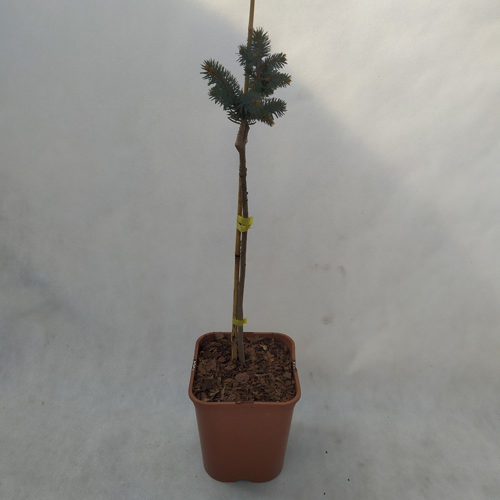 Spygliuotis, eglė "Białobok", vazonas 5 l.