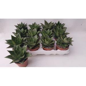 Kambarinis augalas, gasterija 'Tiga', vazonėlio skersmuo 9 cm.