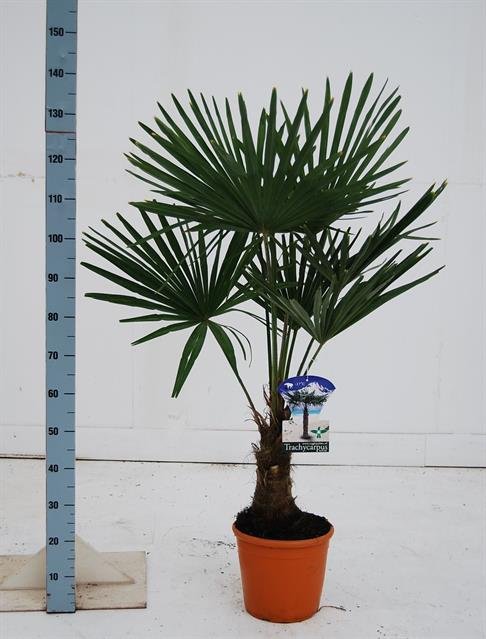 Dekoratyvinis medis, kanapinė šiurkštuolė, vazonėlio skersmuo 27 cm.