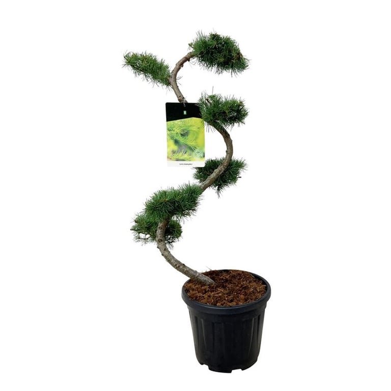 Spygliuotis, maumedis japoninis (bonsai), aukštis 80 cm., vazonas 15 l.