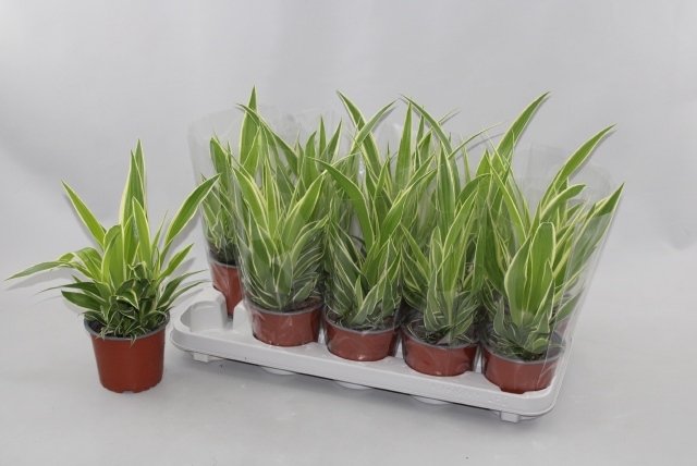 Kambarinis augalas, chlorofitas "Comosum", vazonėlio skersmuo 12 cm.