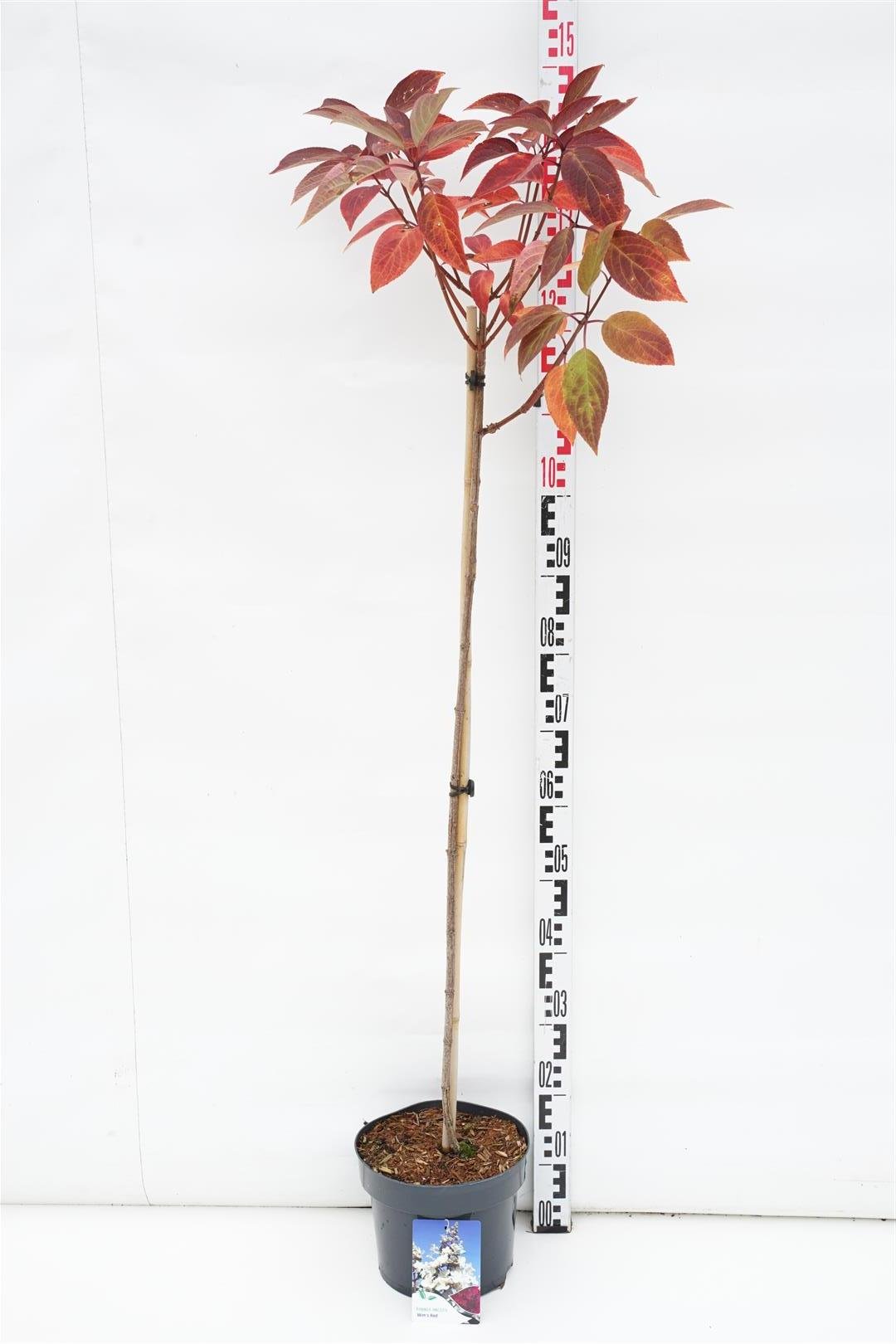 Dekoratyvinis krūmas, hortenzija šluotelinė "Wim"s Red", ant stiebo, aukštis 150 cm., vazonas 7,5 l.