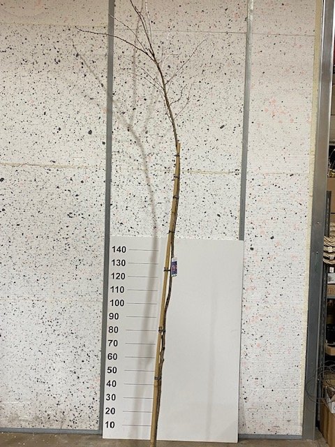 Dekoratyvinis medis, sakura "Accalade", vazonėlio skersmuo 23 cm.