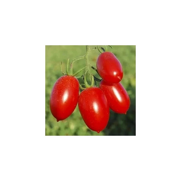 Daržovių sodinukai, pomidorai "Sanmino", maži vyšniniai, vazonėlio skersmuo 12 cm.