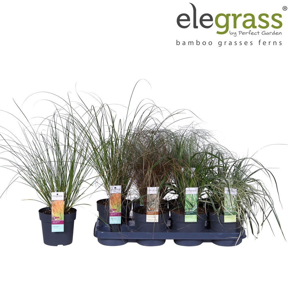 Žolinis augalas, viksva, vazonėlio skersmuo 14 cm.