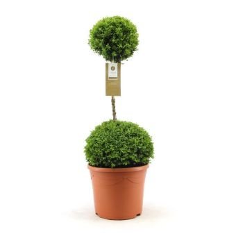 Dekoratyvinis krūmas, buksmedis paprastasis, dviejų dalių, vazonėlio skersmuo 27 cm.