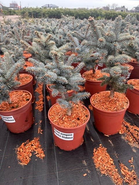 Spygliuotis, eglė dygioji "Glauca Globosa", vazonėlio skersmuo 23 cm.