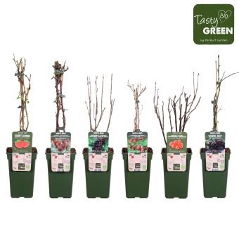 Vaiskrūmis Bio Standaard, įvairūs, vazonėlio skersmuo 19 cm.