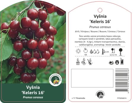 Vaismedis, vyšnia “Kelleris” (Prunus cerasus)