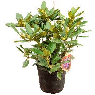 Dekoratyvinis krūmas, rododendras, įvairios veislės, vazonas 5 l.