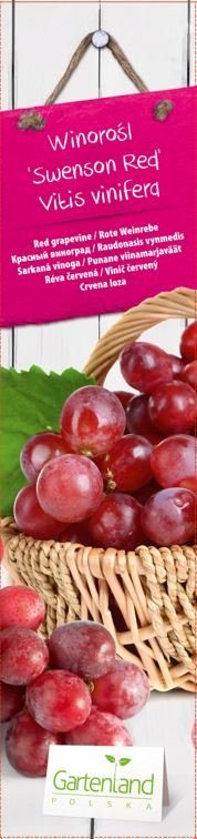 Vaiskrūmis, raudonasis vynmedis "Swenson Red", kartoninė tūtelė
