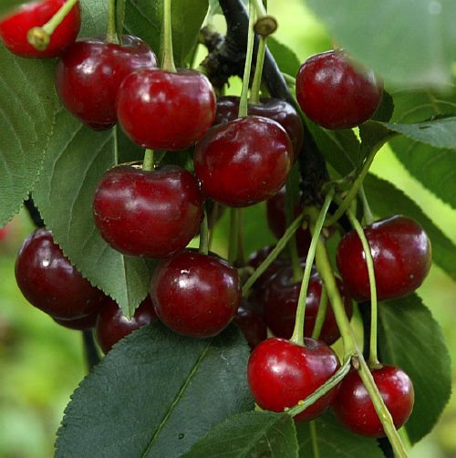 Vaismedis, vyšnia “Pandy” (Prunus cerasus)