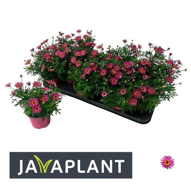 Vienmetė gėlė, krūminis sidabrūnis "Dark Pink", vazonėlio skersmuo 11 cm.