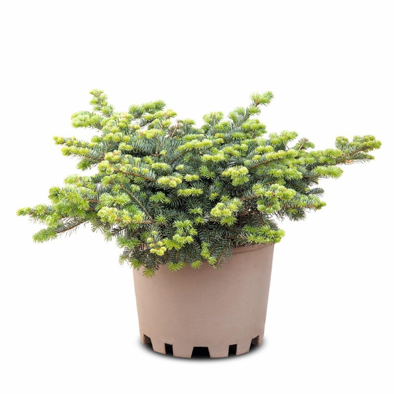 Spygliuotis, kėnis korėjinis "Tanja", aukštis 60-70 cm., vazonas 25 l.