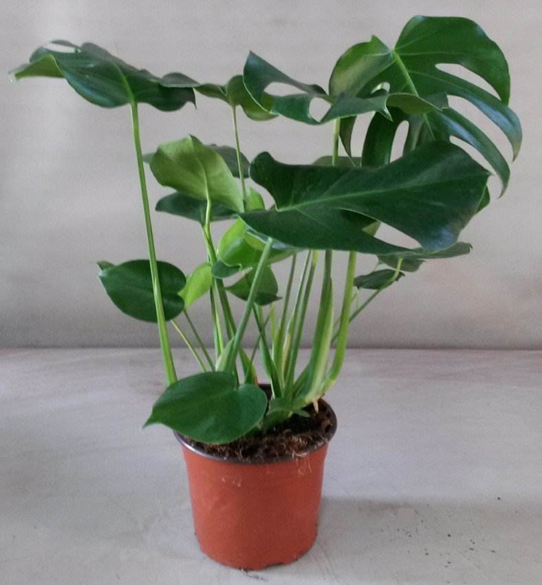 Kambarinis augalas, monstera "Deliciosa", vazonėlio skersmuo 14 cm.