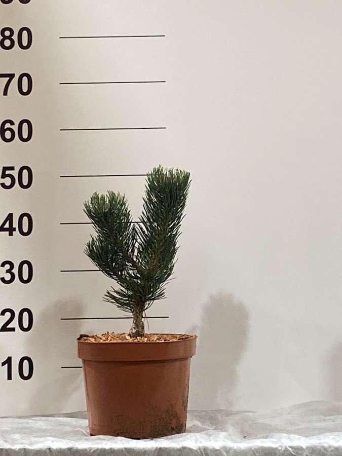 Spygliuotis, pušis "Oregon Green", vazonėlio skersmuo 23 cm.