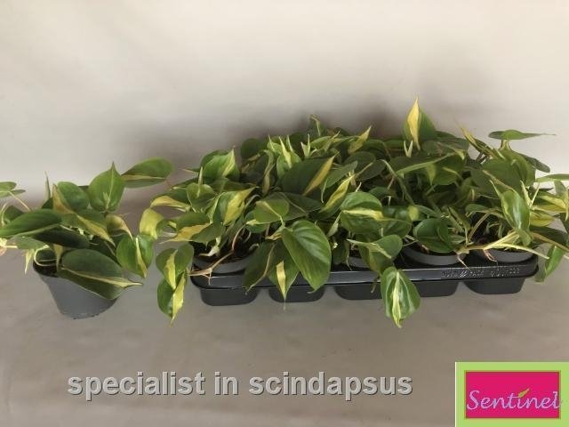 Kambarinis augalas, filodendras "Brasil", vazonėlio skersmuo 12 cm.