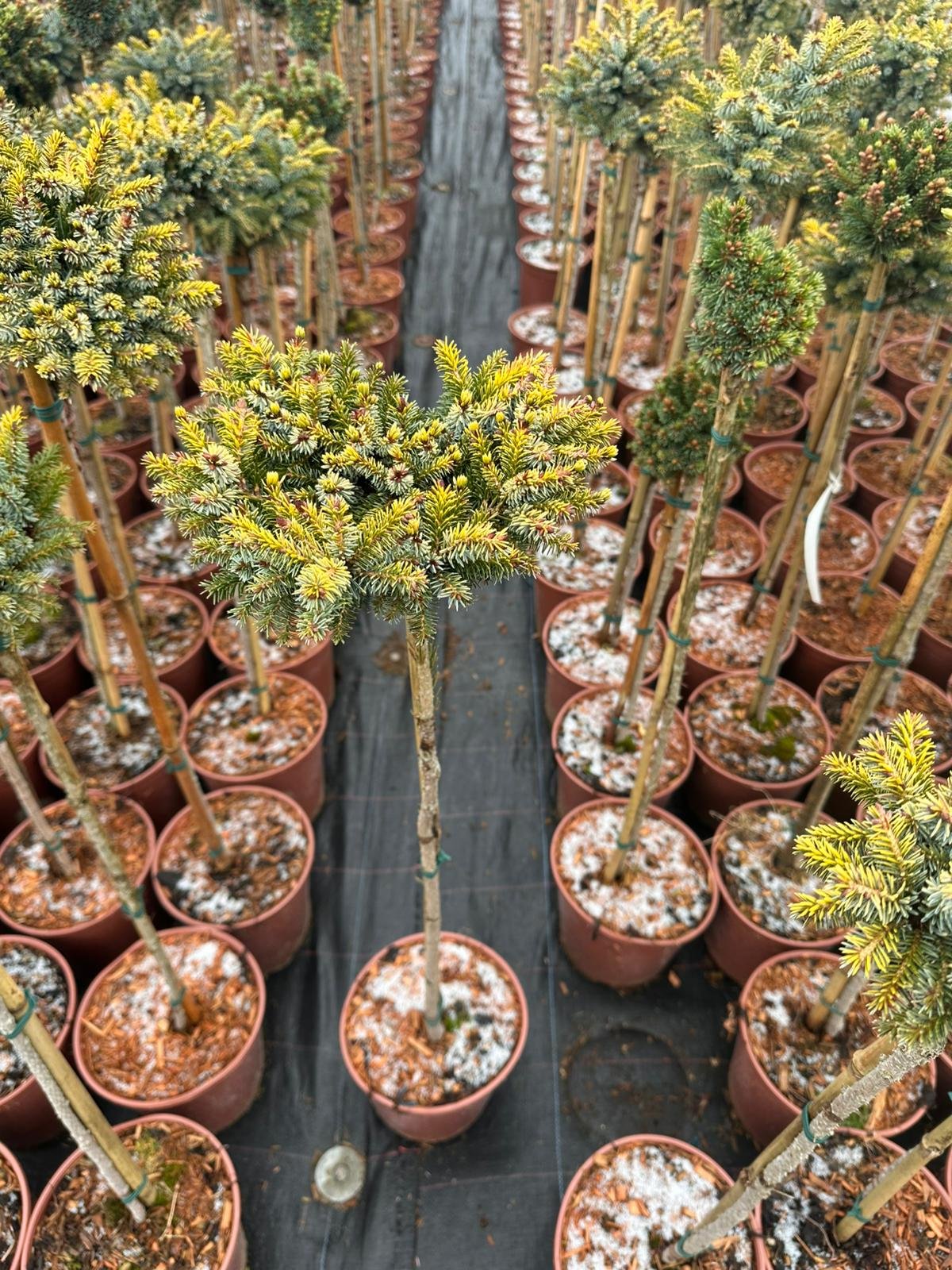 Spygliuotis, eglė serbinė "Peve Tijn", ant stiebo, vazonėlio skersmuo 22 cm.