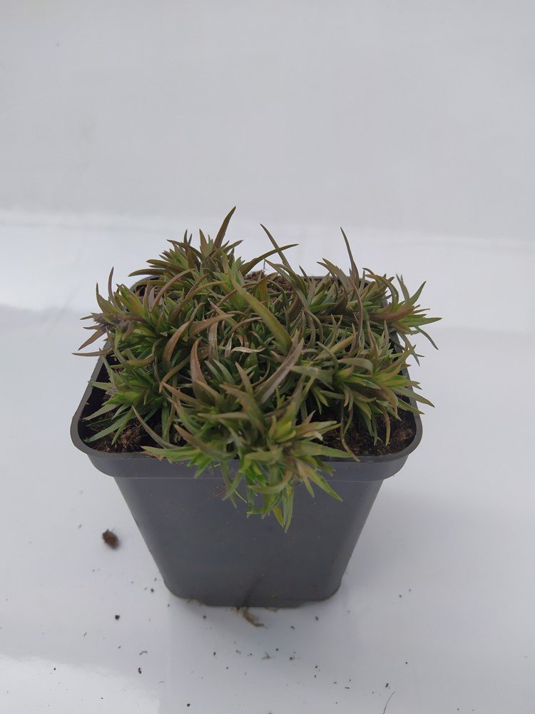 Daugiametė gėlė, flioksas "Spring Blue", vazonėlio skersmuo 9 cm.