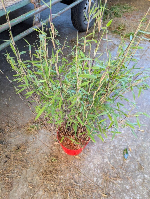 Žolinis augalas, bambukaitis "Jiuzhaigou", aukštis 50-60 cm., vazonas 5 l.