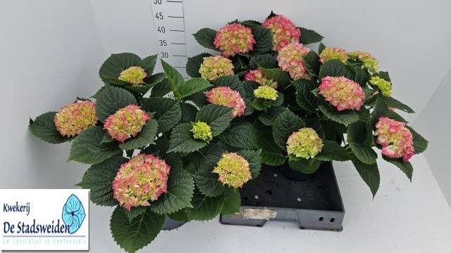 Dekoratyvinis krūmas, hortenzija "Bautznerin", vazonėlio skersmuo 23 cm.