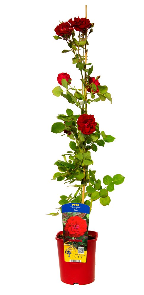 Daugiametė gėlė, rožė kanadinė, vazonas 2 l