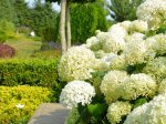 Dekoratyvinis krūmas, šviesioji hortenzija "Annabelle"