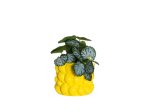 Kambarinis keraminis vazonas 4Living Lemon, geltonos sp., 14,5 x 14,5 x 12 cm.
