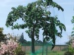 Tinklas nuo paukščių NORTENE, lietas HDPE, UV apsauga   4 x 5 m, akis 18 x 18 mm