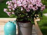 Dekoratyvinis krūmas, veigelė gražiažiedė "Pink Poppet", vazonas 2 l.