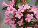 Dekoratyvinis krūmas, veigelė gražiažiedė "Pink Poppet", vazonas 2 l.