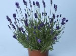 Daugiametės gėlės daigelis, tikroji levanda "Ellagance Purple"