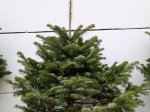 Kaukazinis kėnis (Abies nordmanniana) vazone, aukštis 60 - 80 cm.