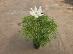 Vienmetė gėlė, kosmėja, vazonėlio skersmuo 12 cm.
