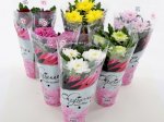 Lauko augalas, chrizantema Crysta LiN, d-13 cm.