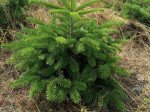 Kaukazinis kėnis (Abies nordmanniana) vazone, aukštis 60 - 80 cm.