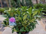 Dekoratyvinis krūmas, rododendras "Catawbiensi Grandiflorum", vazonėlio skersmuo 50 cm.