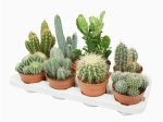 Kambarinis augalas, kaktusas, įvairūs, vazonėlio skersmuo 12 cm.