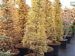 Spygliuotis, maumedis japoninis, aukštis 175-200 cm., vazonas 90 l.