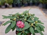 Dekoratyvinis krūmas, rododendras jakušimaninis "Marlis", vazonėlio skersmuo 30 cm.