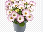 Vienmetės gėlės daigelis, kaulasėklis "Dalina Compact Rose White" FLORENSIS