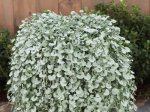 Vienmetė gėlė, dichondra, vazonėlio skersmuo 15 cm.