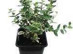Dekoratyvinis krūmas, ožekšnis, įvairios veislės, vazonėlio skersmuo 9 cm.