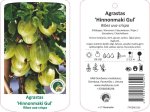 Vaiskrūmis, agrastas "Hinnonmaki Gul"