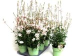 Daugiametės gėlės daigelis, gaura lindheimerio "Gaudi Medium White"